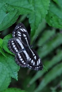 Close-up of butterfly on leaf