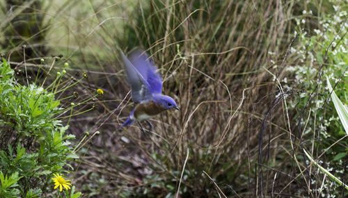 Side view of bird flying against plants