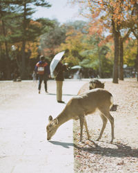Full length of a horse walking on the ground