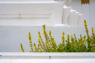 Close-up of yellow flowering plants