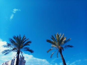 Low angle view of palm trees against blue sky