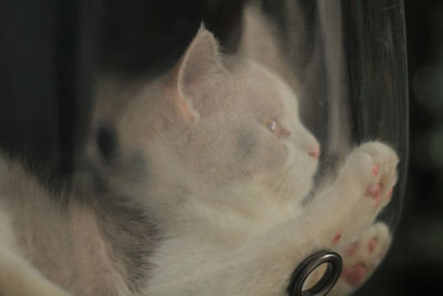 Close-up of a dog looking away