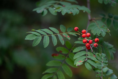 Close-up of red berries growing on plant