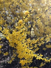 Close-up of yellow flowering plant