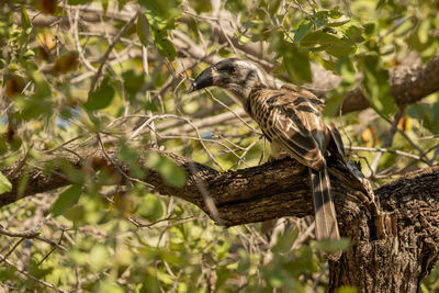 Bird perching on a tree