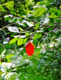 Close-up of red berries growing on tree