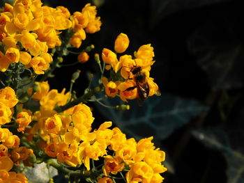 Close-up of yellow flower