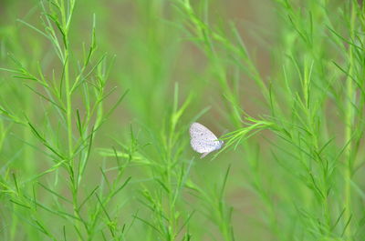 Close-up of butterfly on grass