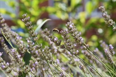 plant
