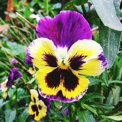 Close-up of yellow flower blooming outdoors