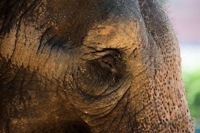 Close-up of elephant