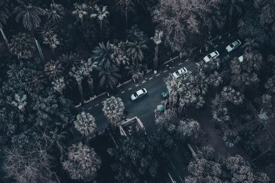 Close-up high angle view of trees