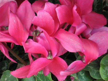 Close-up of pink flower