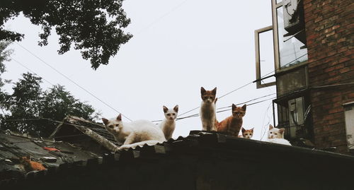 Group of stray cats on roof