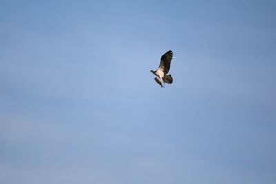 Low angle view of eagle flying against clear blue sky