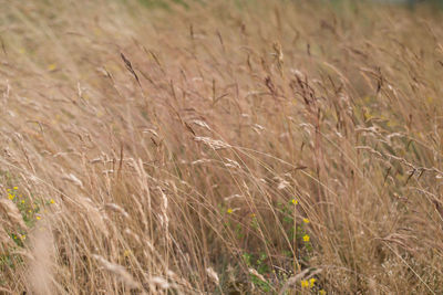 Full frame shot of stalks in field