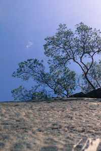 Low angle view of trees against blue sky