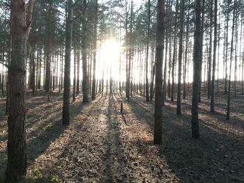 Trees in forest