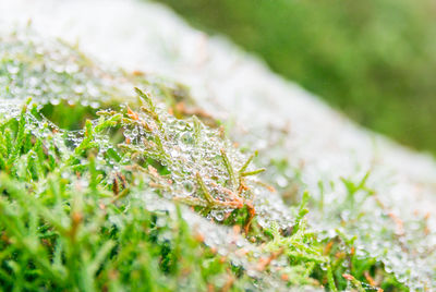 Close-up of snow on land