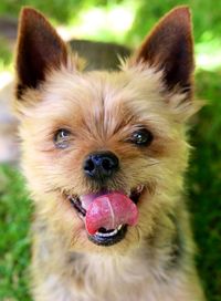 Close-up portrait of dog sticking out tongue