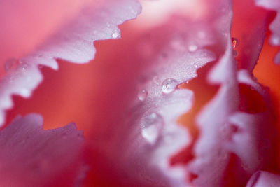 Full frame shot of water drops on flower