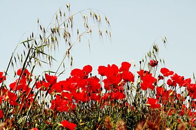 Full frame shot of red flowers blooming in field