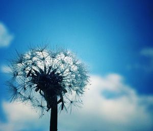 Low angle view of trees against blue sky