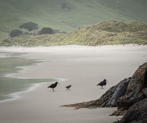 Two birds and their cub walking on the beach. allans beach, dunedin, otago peninsula, new zealand