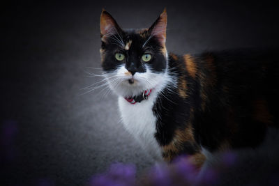 Close-up portrait of cat at home