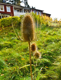 Close-up of plants growing on field against sky