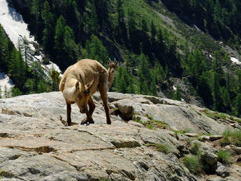 Horse standing on rock