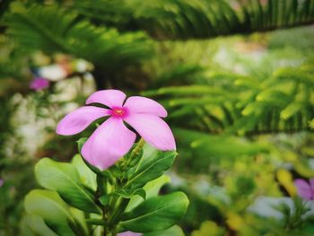 Close-up of pink flowering plant