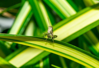 Close-up of insect on leaf