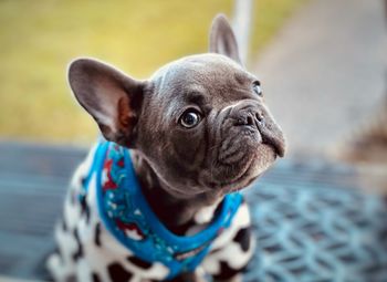 Close-up of dog looking away