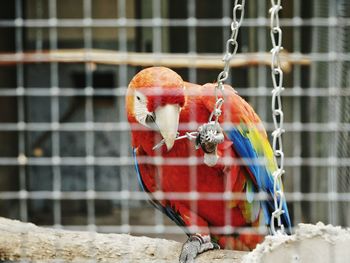 Close-up of parrot perching in cage