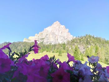 Scenic view of flowering plants against rocks and blue sky