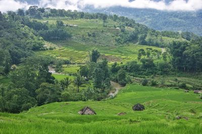 High angle view of agricultural field