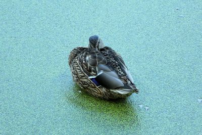 High angle view of mallard duck swimming in lake