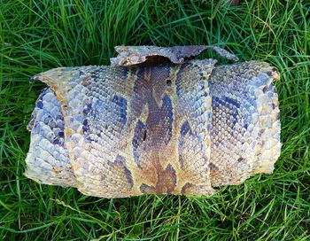 High angle view of snake on field