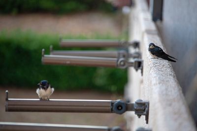 Bird perching on wooden bench