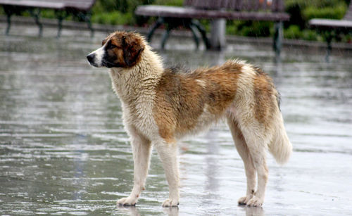 High angle view of golden retriever on water