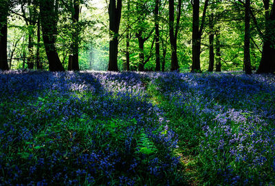 View of flowering trees in forest