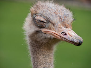 Close-up portrait of a lion