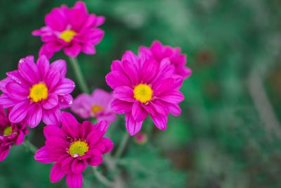 Close-up of pink flowering plants in park