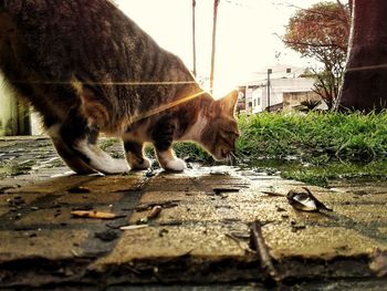 Close-up of cat