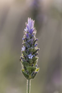 Close-up of purple flowering plant on field