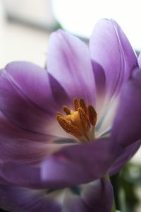 Close-up of purple crocus flower