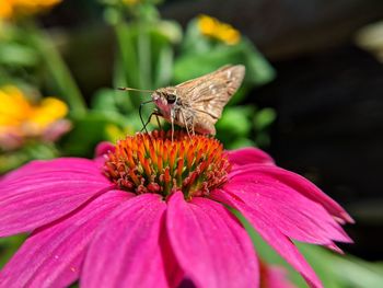 Close-up of butterfly pollinating on pink flower