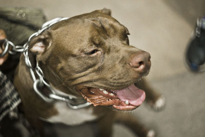 Close up portrait of abkc purebred original american pit bull classic dog in urban surrounding