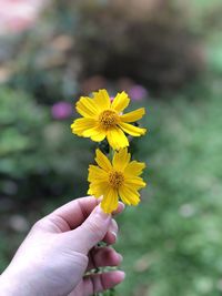 Close-up of hand holding yellow flower